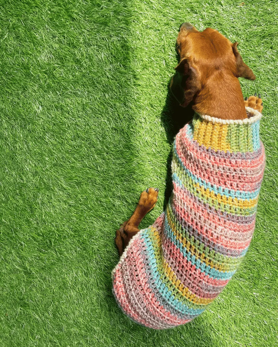 Maglioncino per Bassotto "Rainbow Hug" — foto 4